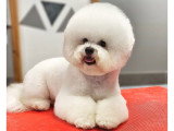 Mâle Bichon Frisé disponible pour saillie