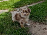 3 chiots Berger Australien rouge merle non LOF de février 2026 à vendre