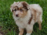 3 chiots Berger Australien rouge merle non LOF de février 2026 à vendre