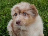 3 chiots Berger Australien rouge merle non LOF de février 2026 à vendre