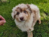3 chiots Berger Australien rouge merle non LOF de février 2026 à vendre