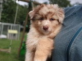 3 chiots Berger Australien rouge merle non LOF de février 2026 à vendre