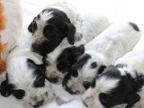 5 chiots Cocker Spaniel Anglais mâles LOF nés en avril 2026 à réserver