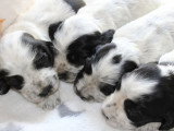 5 chiots Cocker Spaniel Anglais mâles LOF nés en avril 2026 à réserver