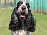 5 chiots Cocker Spaniel Anglais mâles LOF nés en avril 2026 à réserver