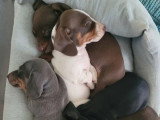 4 chiots Teckels nains poils ras non LOF d'avril 2026 à réserver