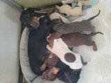 4 chiots Teckels nains poils ras non LOF d'avril 2026 à réserver