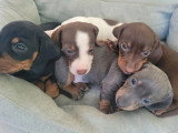 4 chiots Teckels nains poils ras non LOF d'avril 2026 à réserver