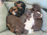 4 chiots Teckels nains poils ras non LOF d'avril 2026 à réserver