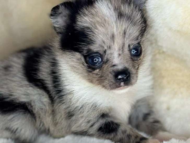 4 chiots Pomchi non LOF nés en mars 2026 à vendre