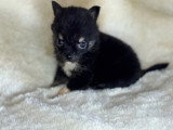 4 chiots Pomchi non LOF nés en mars 2026 à vendre