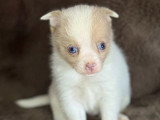 4 chiots Pomchi non LOF nés en mars 2026 à vendre
