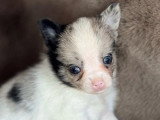 4 chiots Pomchi non LOF nés en mars 2026 à vendre