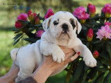 Chiot Bulldog Anglais mâle blanc et fauve LOF à vendre, né en février 2026