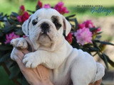 Chiot Bulldog Anglais mâle blanc et fauve LOF à vendre, né en février 2026