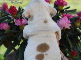 Chiot Bulldog Anglais mâle blanc et fauve LOF à vendre, né en février 2026