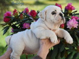 Chiot Bulldog Anglais mâle blanc et fauve LOF à vendre, né en février 2026