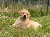 3 chiots femelles Labrador sable à vendre non LOF mars 2026