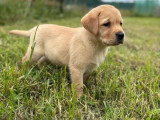 3 chiots femelles Labrador sable à vendre non LOF mars 2026