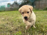 3 chiots femelles Labrador sable à vendre non LOF mars 2026