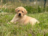 3 chiots femelles Labrador sable à vendre non LOF mars 2026