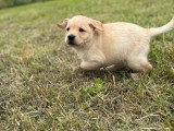 3 chiots femelles Labrador sable à vendre non LOF mars 2026