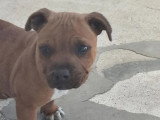 1 chiot Staffordshire Bull Terrier LOF né en mars 2026