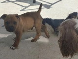 1 chiot Staffordshire Bull Terrier LOF né en mars 2026