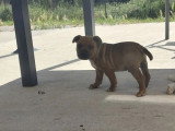 1 chiot Staffordshire Bull Terrier LOF né en mars 2026