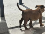 1 chiot Staffordshire Bull Terrier LOF né en mars 2026