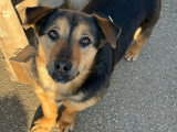 Jeune chienne à pattes courtes à adopter en association