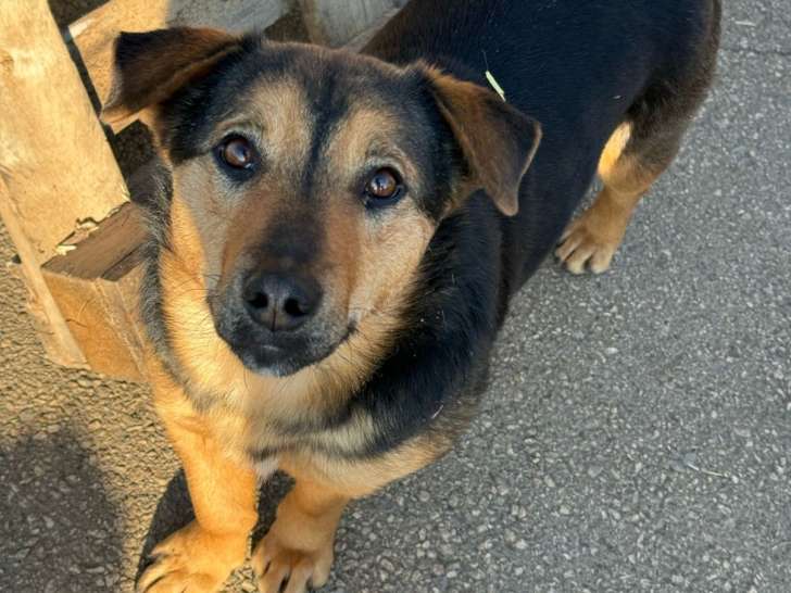 Jeune chienne à pattes courtes à adopter en association
