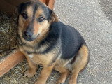 Jeune chienne à pattes courtes à adopter en association