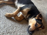Jeune chienne à pattes courtes à adopter en association