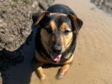 Jeune chienne à pattes courtes à adopter en association