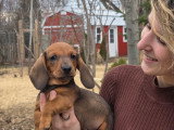 Chiots Teckel show prospect à vendre