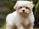 Chiot femelle Bichon Maltais LOF né en mars 2026 à vendre
