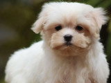 Chiot femelle Bichon Maltais LOF né en mars 2026 à vendre