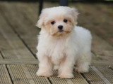 Chiot femelle Bichon Maltais LOF né en mars 2026 à vendre