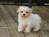 Chiot femelle Bichon Maltais LOF né en mars 2026 à vendre