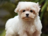 Chiot femelle Bichon Maltais LOF né en mars 2026 à vendre