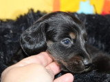 2 chiots Teckel Standard mâles à réserver, noir et feu LOF d'avril 2026