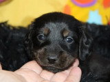 2 chiots Teckel Standard mâles à réserver, noir et feu LOF d'avril 2026