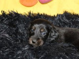 2 chiots Teckel Standard mâles à réserver, noir et feu LOF d'avril 2026