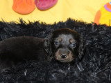 2 chiots Teckel Standard mâles à réserver, noir et feu LOF d'avril 2026