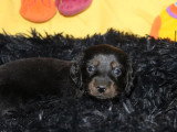 2 chiots Teckel Standard mâles à réserver, noir et feu LOF d'avril 2026