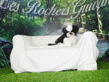 Chiot Shih Tzu mâle noir et blanc de février 2026 à vendre non LOF