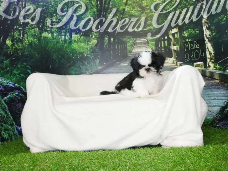 Chiot Shih Tzu mâle noir et blanc de février 2026 à vendre non LOF