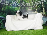 Chiot Shih Tzu mâle noir et blanc de février 2026 à vendre non LOF