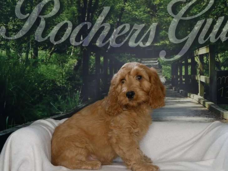 Deux chiots Cockapoo fauves nés en janvier 2026 à vendre non LOF